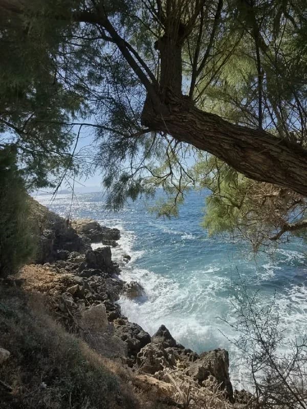 Ocean waves seen through the branches of a coastal tree